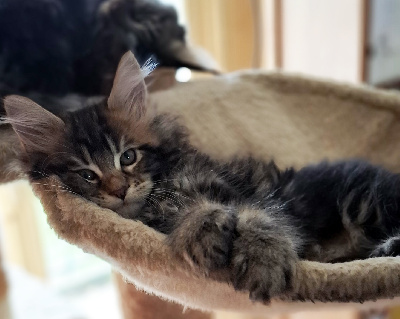 CHATON - Maine Coon