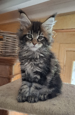 CHATON - Maine Coon