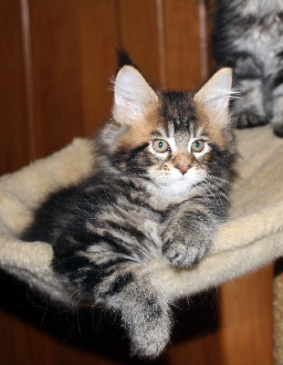 CHATON - Maine Coon