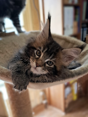 CHATON - Maine Coon