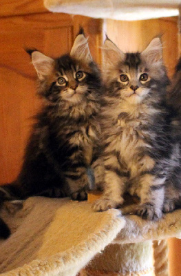 CHATON - Maine Coon