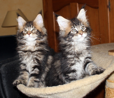 CHATON - Maine Coon