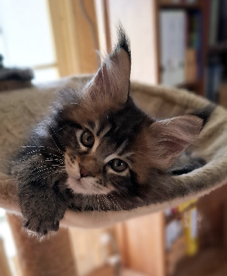 CHATON - Maine Coon