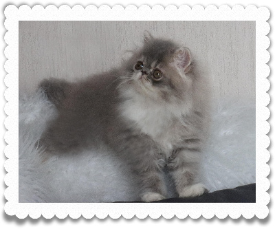 des tresors de galleville - Chaton disponible  - Persan