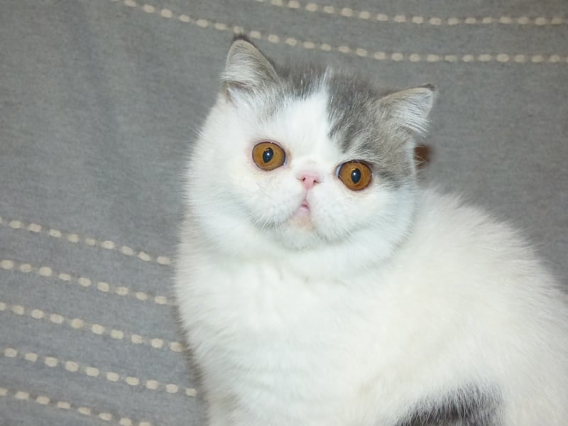 de la vallée rose - Exotic Shorthair - Portée née le 09/07/2019