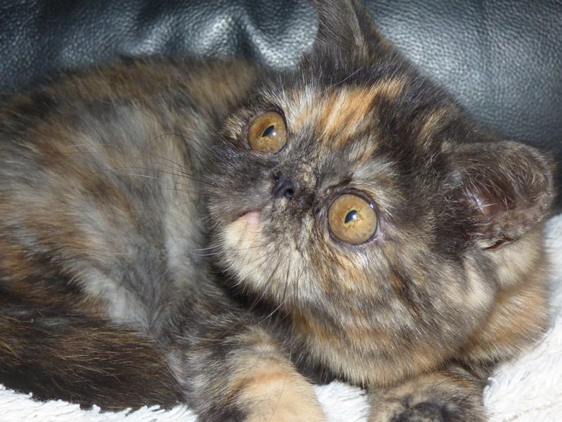 de la vallée rose - Exotic Shorthair - Portée née le 03/05/2020