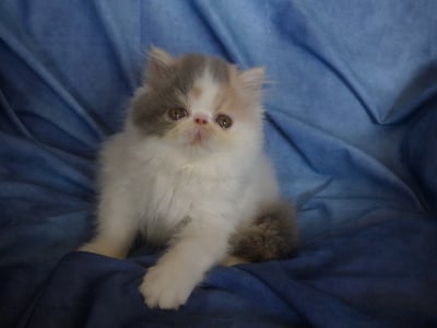 de la vallée rose - Exotic Shorthair - Portée née le 10/03/2022