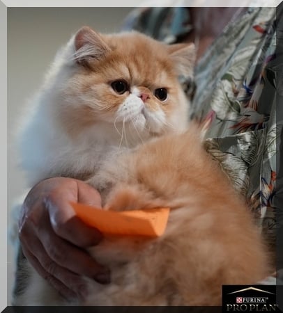 de la vallée rose - Exotic Shorthair - Portée née le 29/05/2022