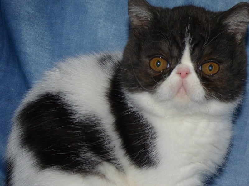 de la vallée rose - Exotic Shorthair - Portée née le 27/06/2021