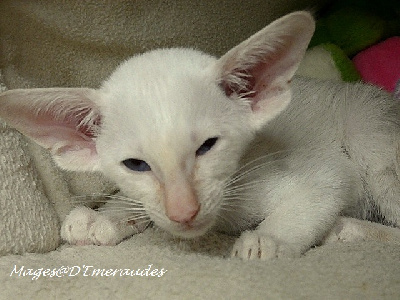 les Mages d'Emeraudes - Chaton disponible  - Oriental