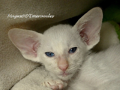 les Mages d'Emeraudes - Chaton disponible  - Oriental