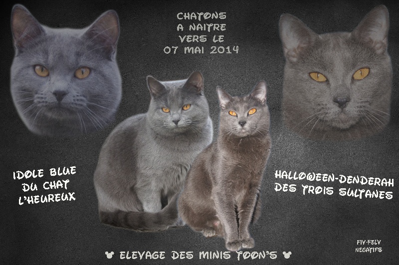 des Minis Toon's - Chartreux - Portée née le 09/05/2014