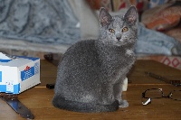 LUNA  (collier bleu foncé)