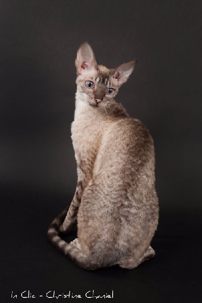 Elevage De Baudelaire Eleveur De Chats Cornish Rex Orientaux Siamois