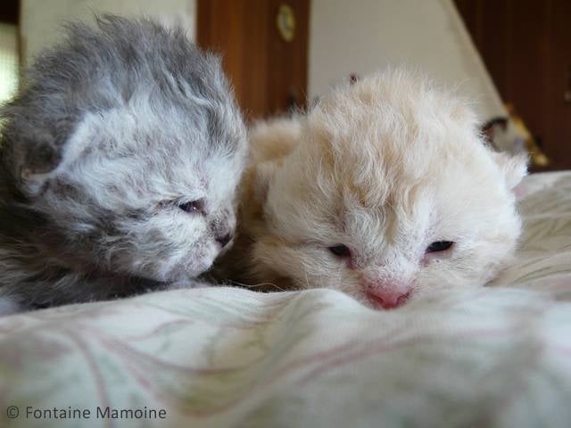 de la Fontaine Mamoine - Selkirk Rex poil court et poil long - Portée née le 17/04/2010