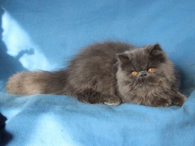 Du Val De Capeyran - Chaton disponible  - Persan