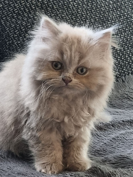 de la ramoniere - Chaton disponible  - British Shorthair et Longhair