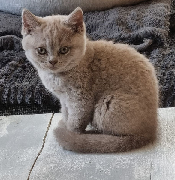 de la ramoniere - Chaton disponible  - British Shorthair et Longhair