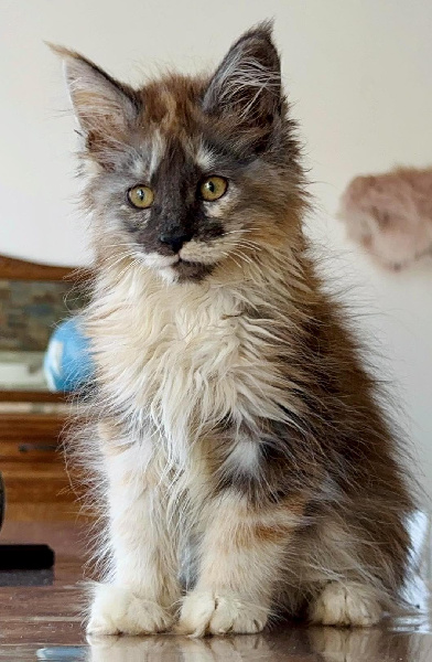 chaton Maine Coon Des Coons Bellille