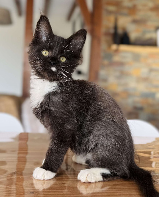 Des Coons Bellille - Chaton disponible  - Maine Coon