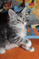 Jaffa   (black silver blotched tabby et blanc)