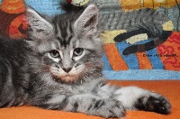 Juno   (black silver blotched tabby)