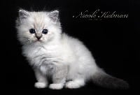 CH. koc-pol cat Nicole Kidman