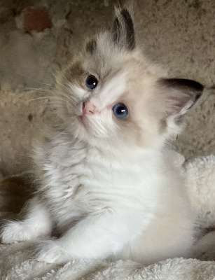 Du Chat-Nuage - Chaton disponible  - Ragdoll