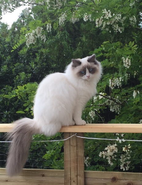 élevage de chat ragdoll au québec