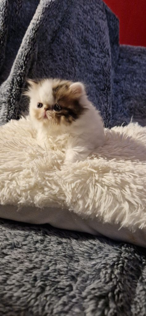 O'Sweet Persian's - chaton persan disponible