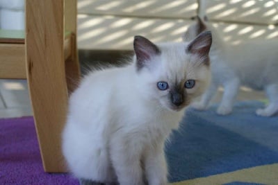 Coeur De Comtois - Dernières photos des chatons de Fée