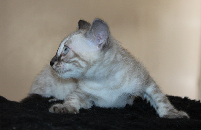 Mahora - Chaton disponible  - Bengal