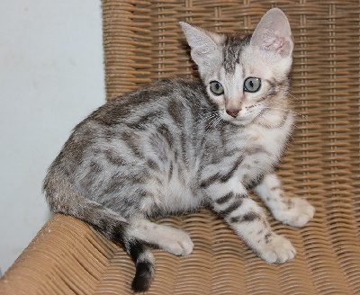 Mahora - Chaton disponible  - Bengal