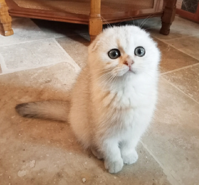 VÉNUS de Chapécqlès  - Scottish Fold