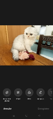 VAIANA de Chapécqlès  - Scottish Fold