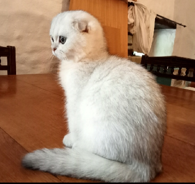 VÉNUS de Chapécqlès  - Scottish Fold