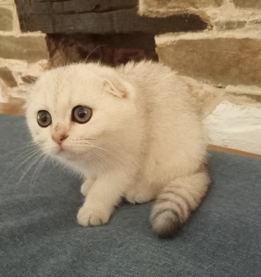 VÉNUS de Chapécqlès  - Scottish Fold