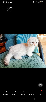 VAIANA de Chapécqlès  - Scottish Fold