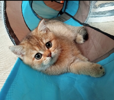 ZAYN de Chapécqlès  - Scottish Fold