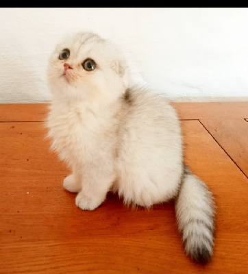 VAIANA de Chapécqlès  - Scottish Fold