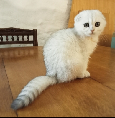 VÉNUS de Chapécqlès  - Scottish Fold