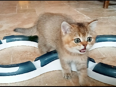 ZAYN de Chapécqlès  - Scottish Fold