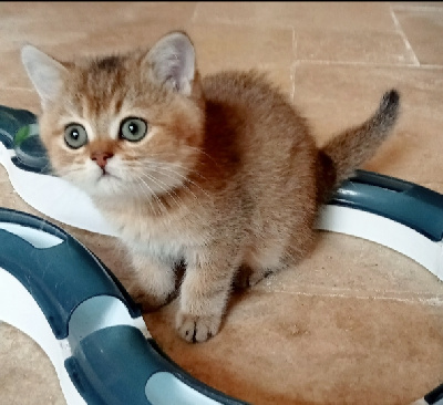 ZAYN de Chapécqlès  - Scottish Fold