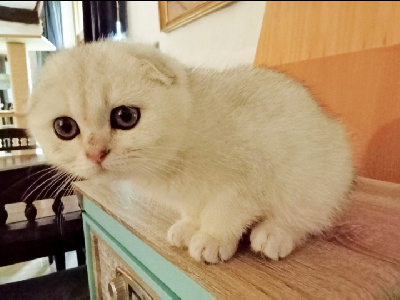 De Chapécqlès - Chaton disponible  - Scottish Fold