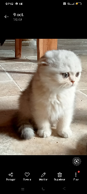 VAIANA de Chapécqlès  - Scottish Fold