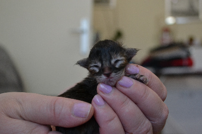 de l'Etangsort - Chaton disponible  - Maine Coon