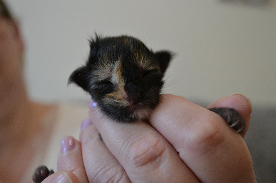 de l'Etangsort - Chaton disponible  - Maine Coon