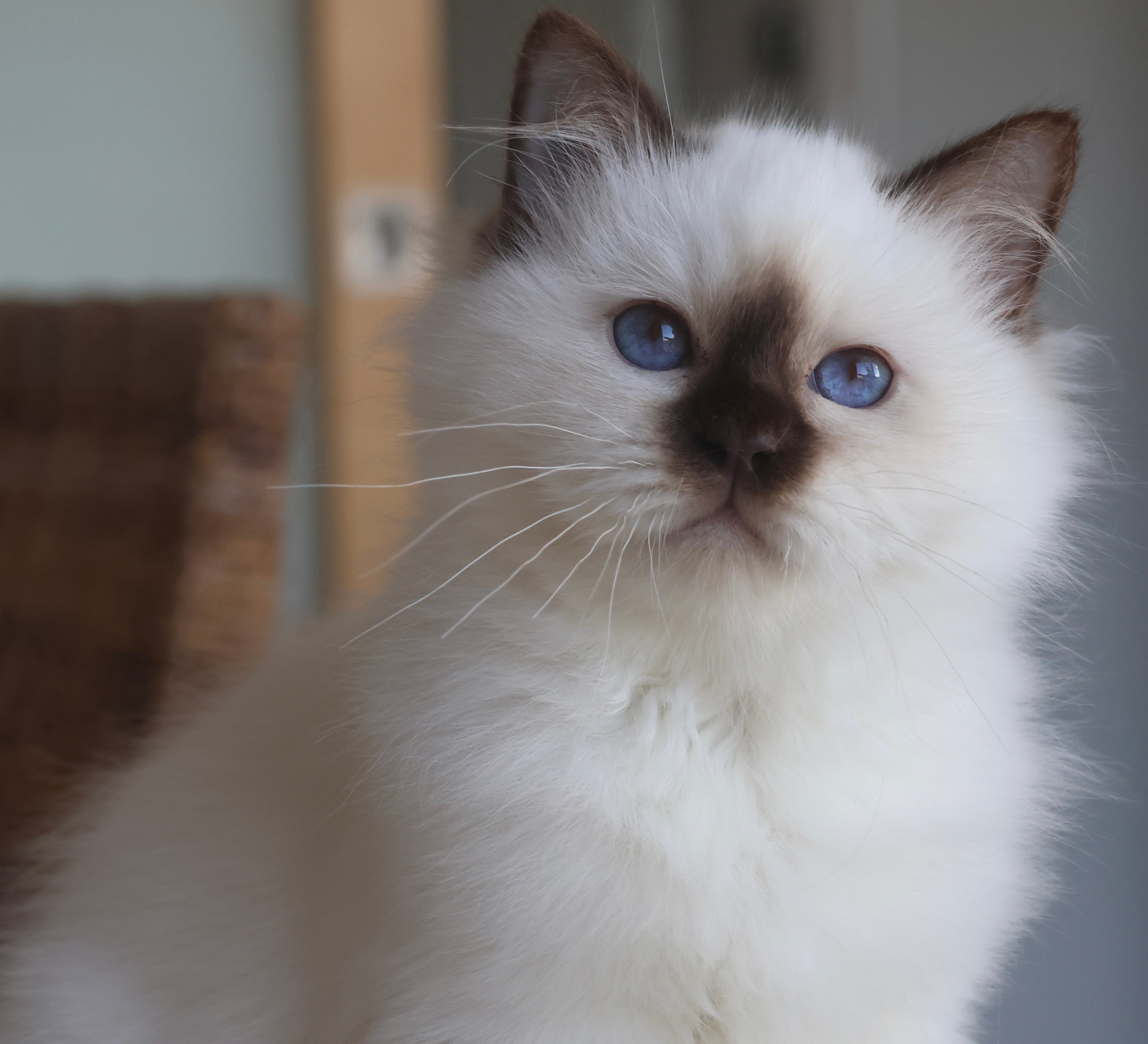 chaton Sacré de Birmanie de l'aventura