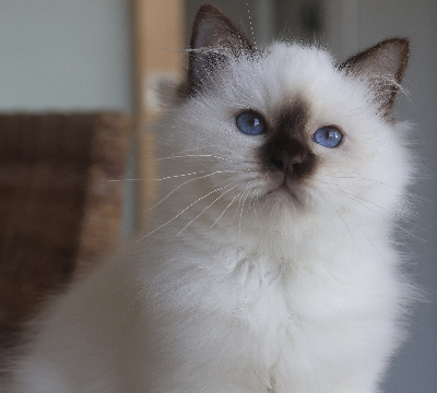 de l'aventura - Chaton disponible  - Sacré de Birmanie