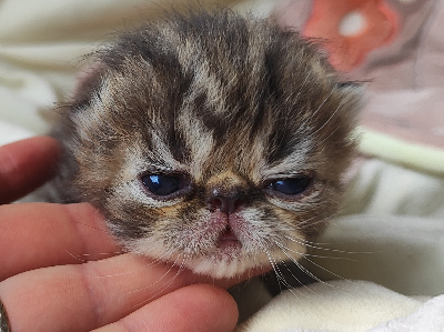 Mad Love's - Exotic Shorthair - Portée née le 27/06/2024